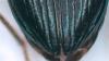 Bembidion sp.